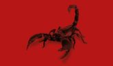 Scorpion_Dec2019_Cover (teaser)3